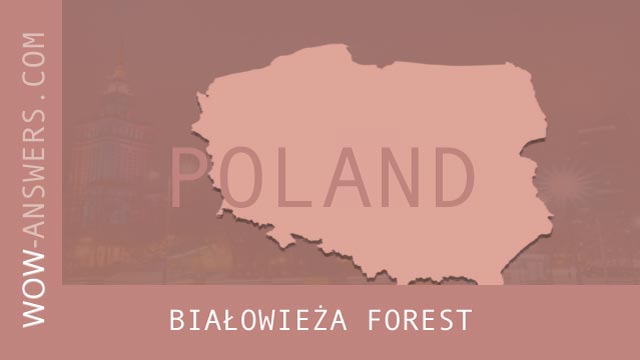 words of wonders Białowieża Forest